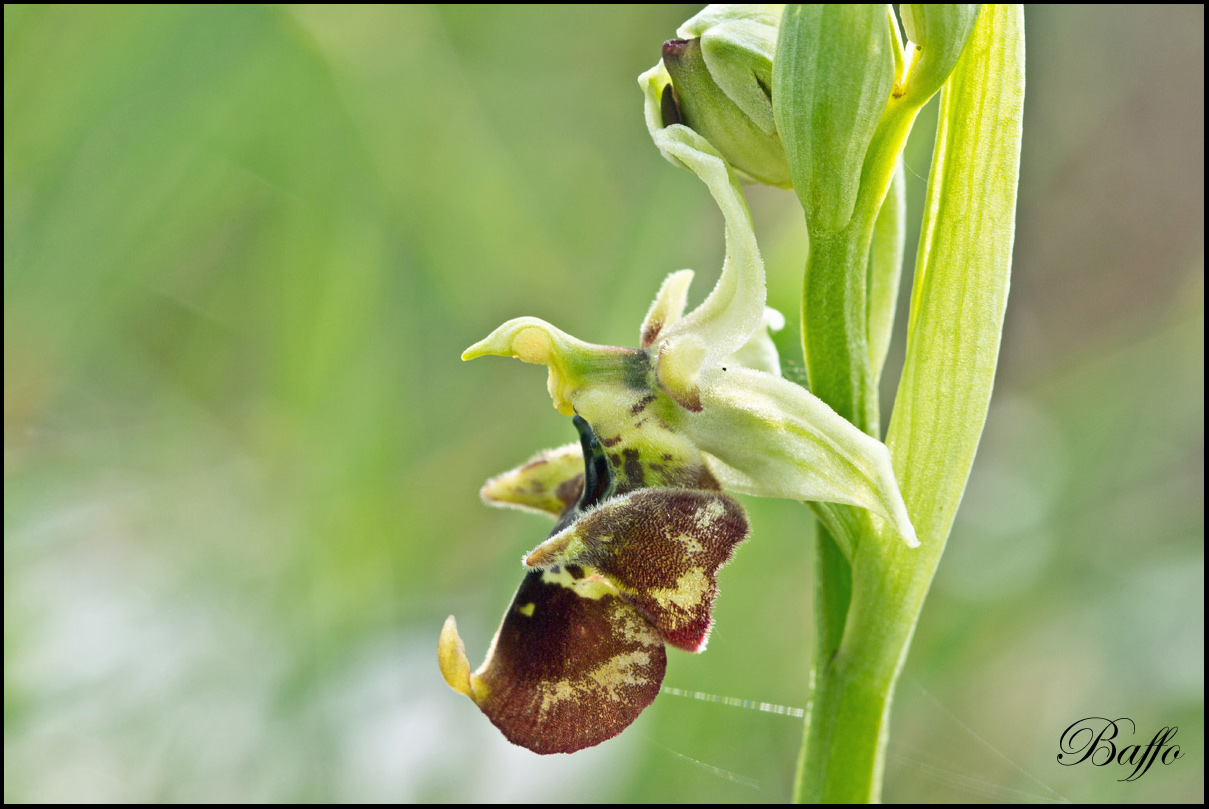 Ophrys holosericea subsp. holosericea (Burm.f.) Greutern -